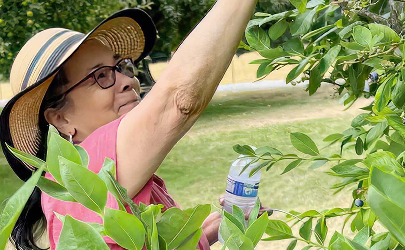 Picking up berries photo